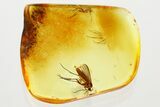 Detailed Fossil Fungus Gnat (Mycetophilidae) In Baltic Amber #372577-1